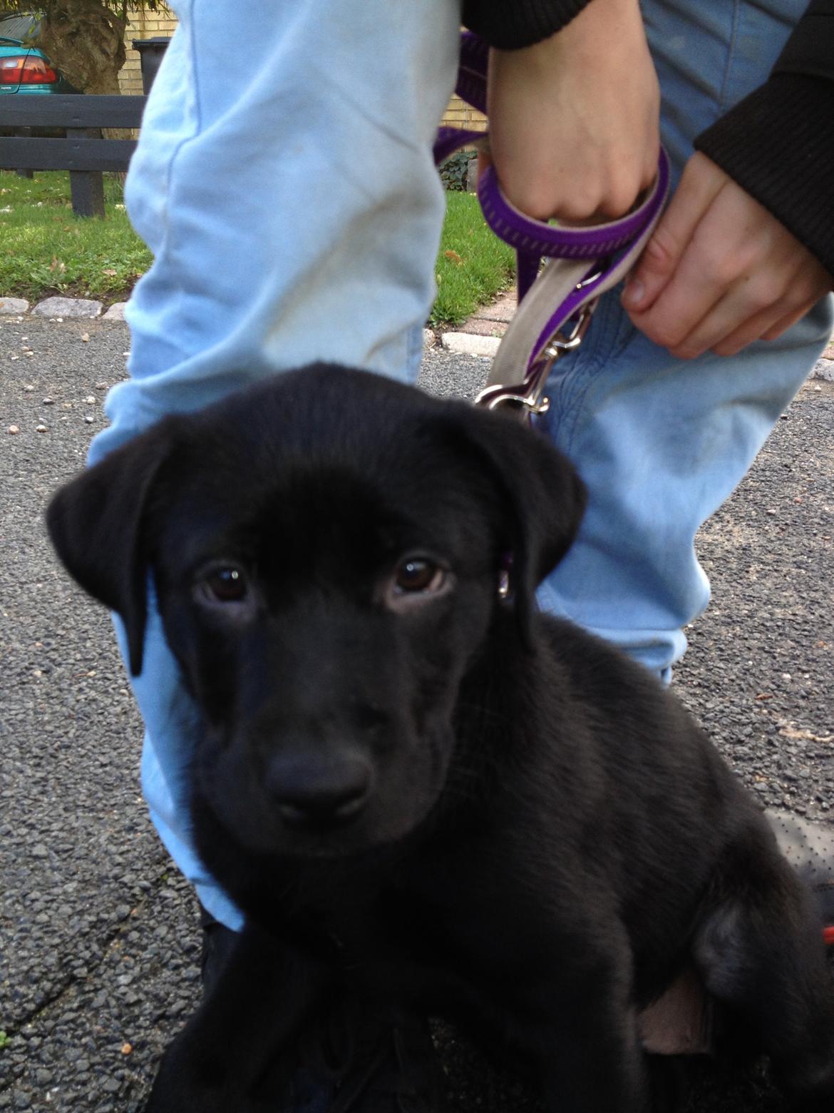 Blanding af racer Bella ( sov sødt lille bella :'( ) <3 billede 7