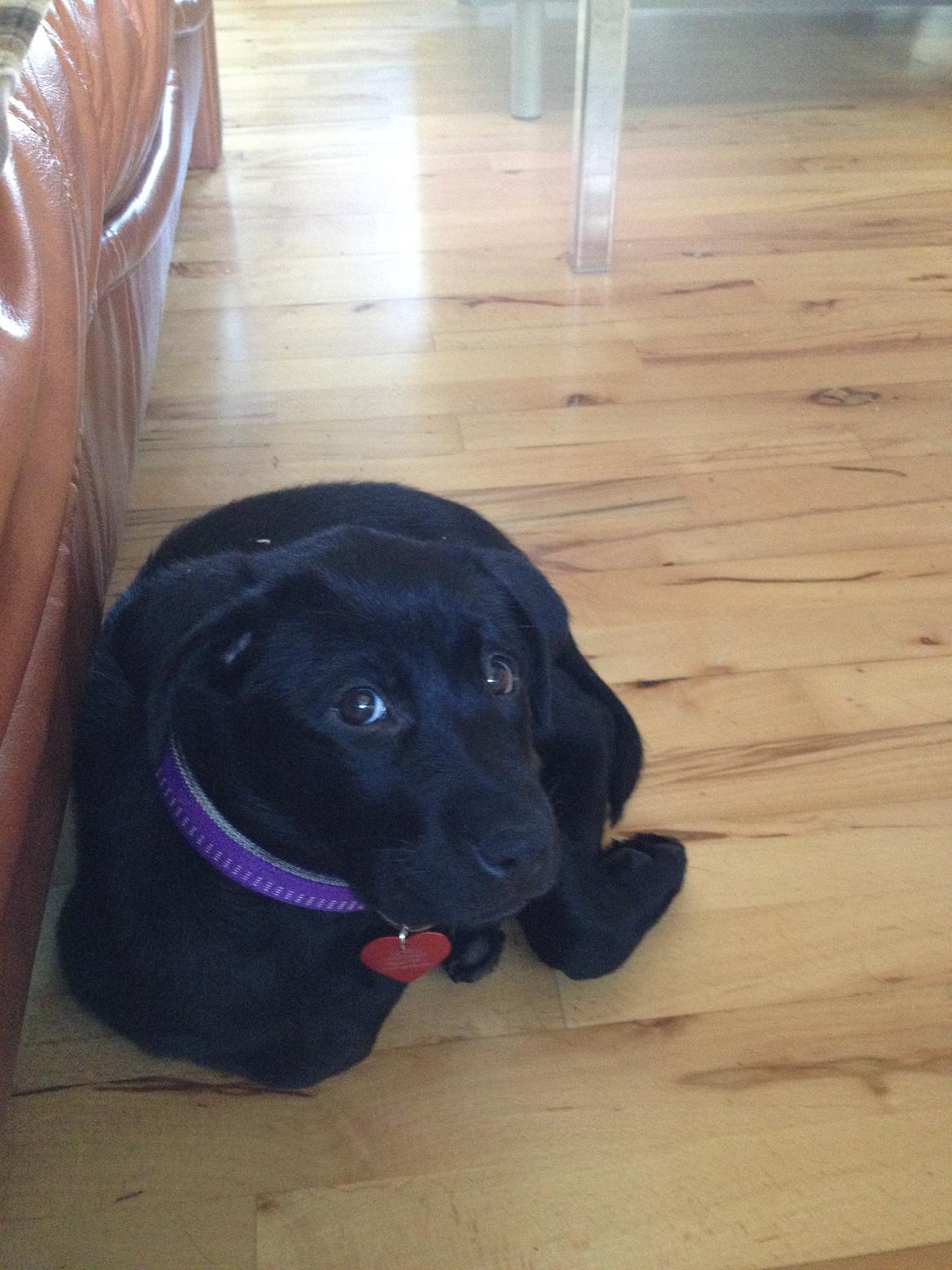 Blanding af racer Bella ( sov sødt lille bella :'( ) <3 billede 14