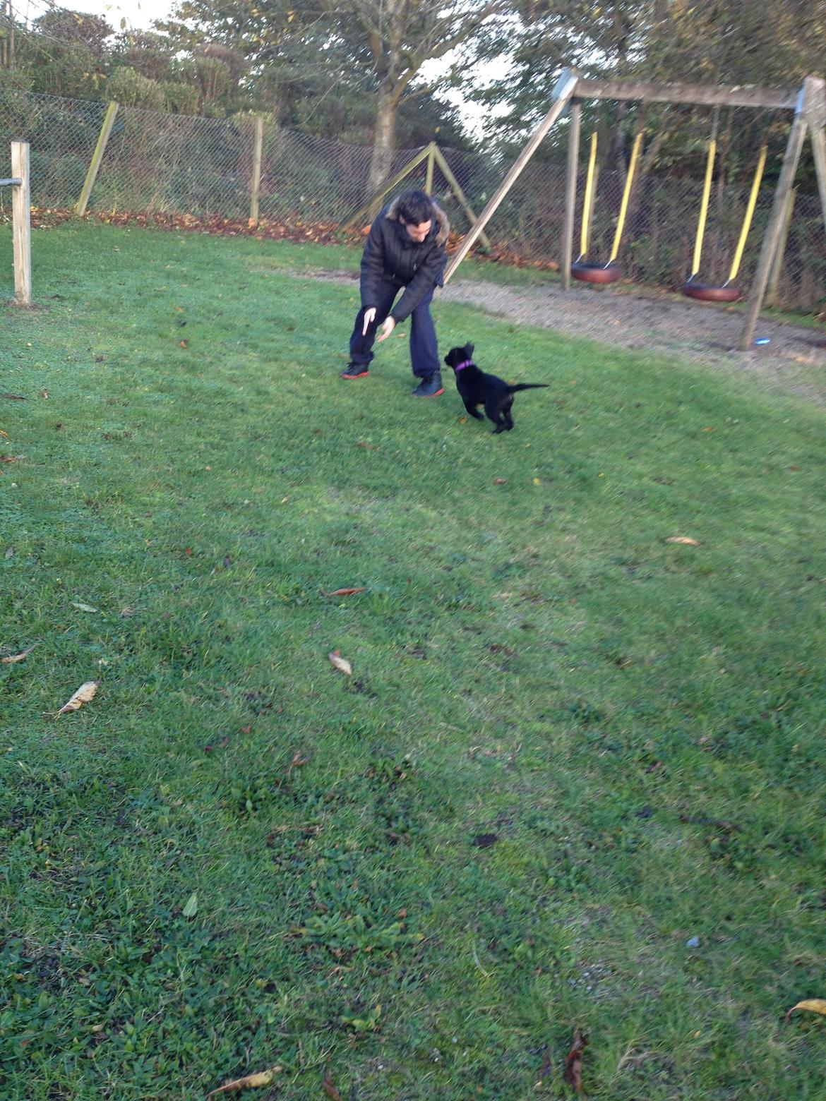 Blanding af racer Bella ( sov sødt lille bella :'( ) <3 billede 15