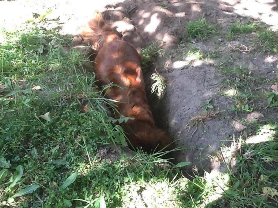 Dværggravhund MILA billede 21