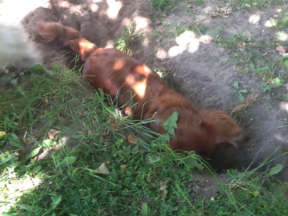 Dværggravhund MILA billede 22