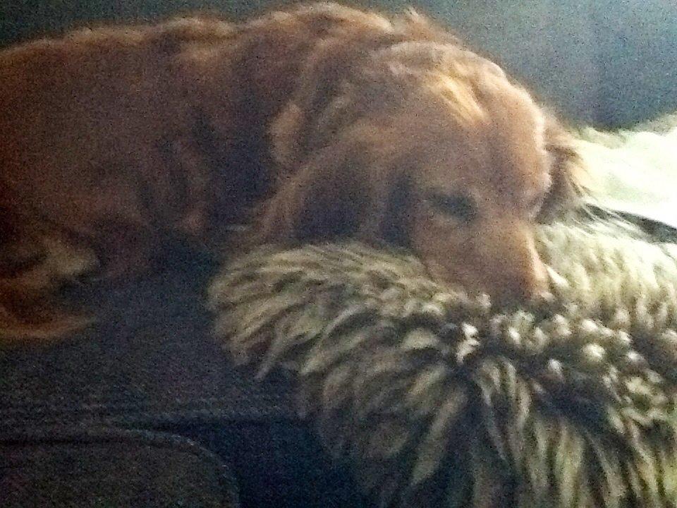 Dværggravhund MILA billede 23