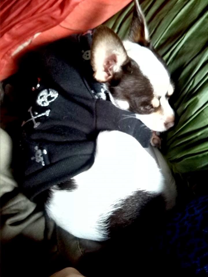 Chihuahua Robin billede 4