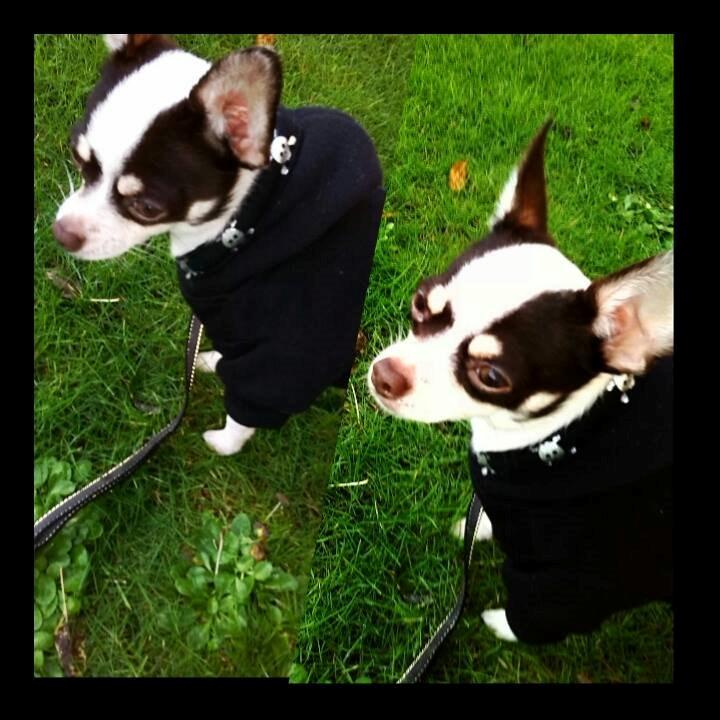 Chihuahua Robin billede 5