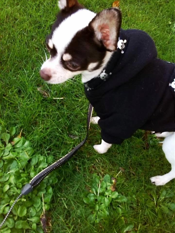 Chihuahua Robin billede 2