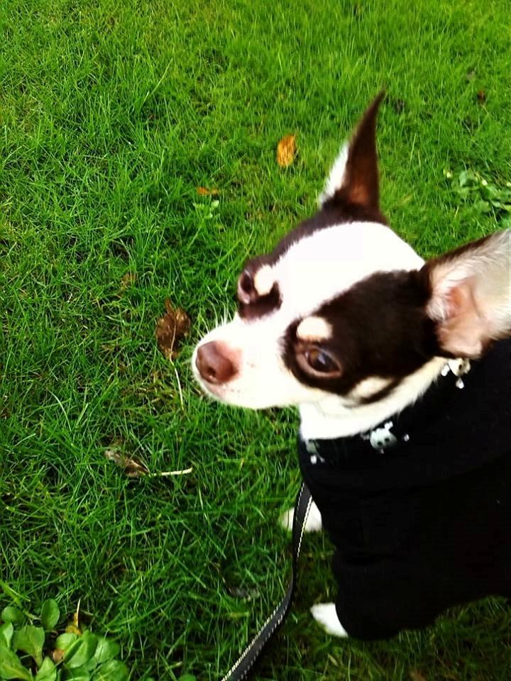 Chihuahua Robin billede 6