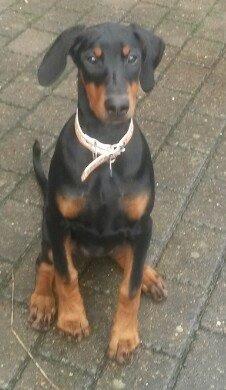 Dobermann sulo billede 1
