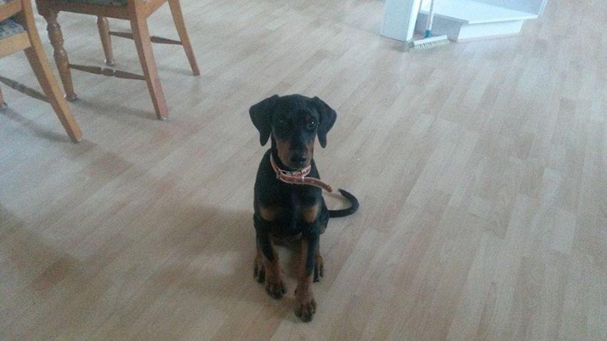 Dobermann sulo billede 2