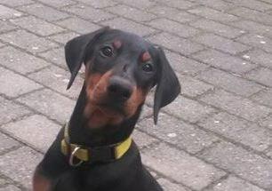 Dobermann sulo billede 3