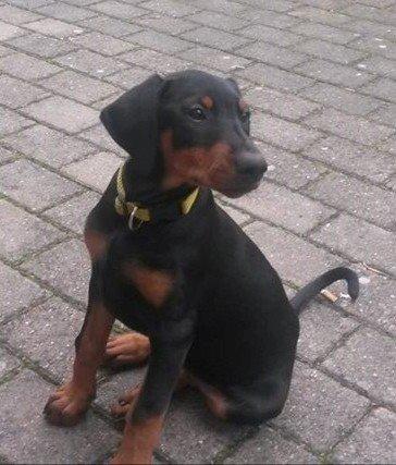 Dobermann sulo billede 4