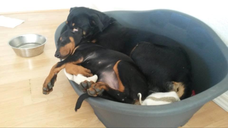 Dobermann sulo billede 5