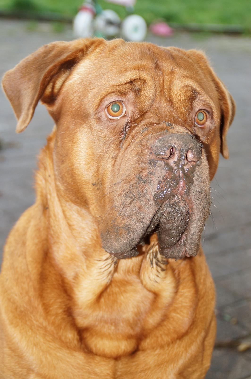 Dogue de bordeaux Max billede 4