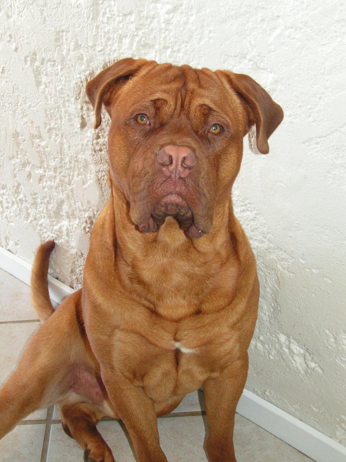 Dogue de bordeaux Max billede 2