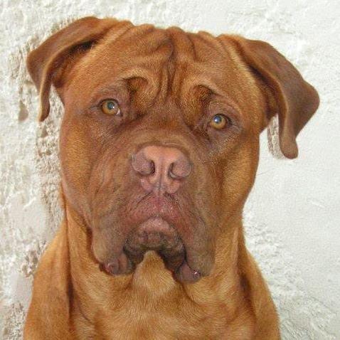 Dogue de bordeaux Max billede 1