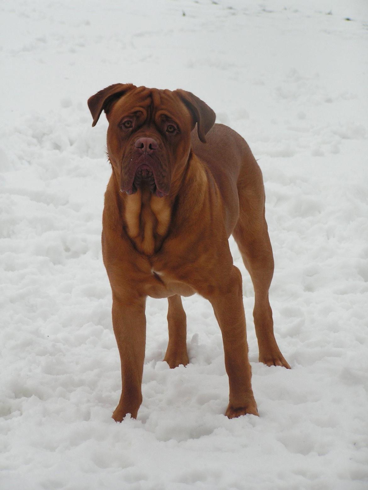 Dogue de bordeaux Max billede 5