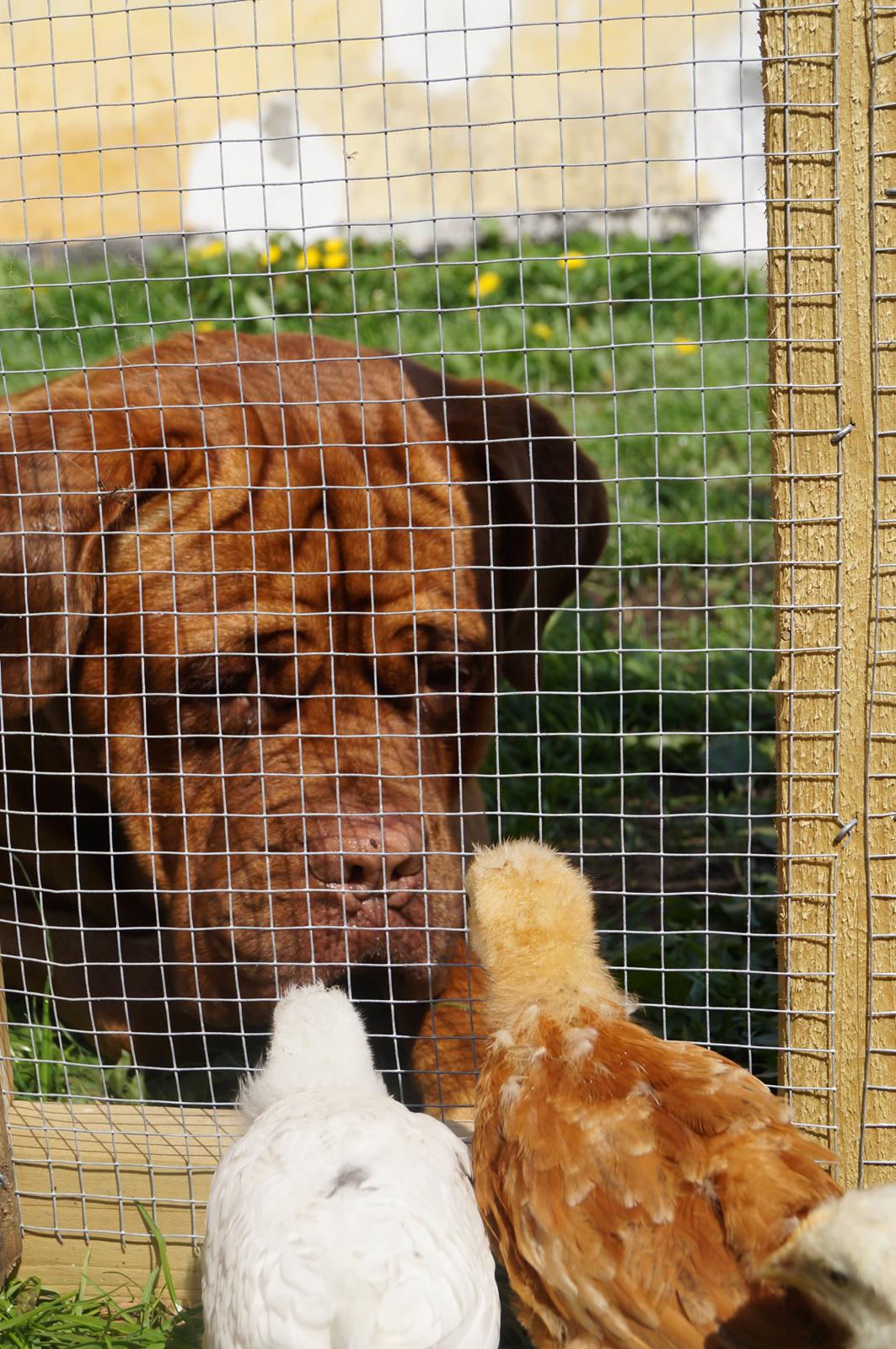 Dogue de bordeaux Max billede 6