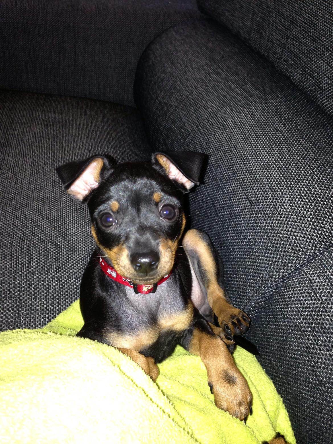 Blanding af racer Audi billede 1