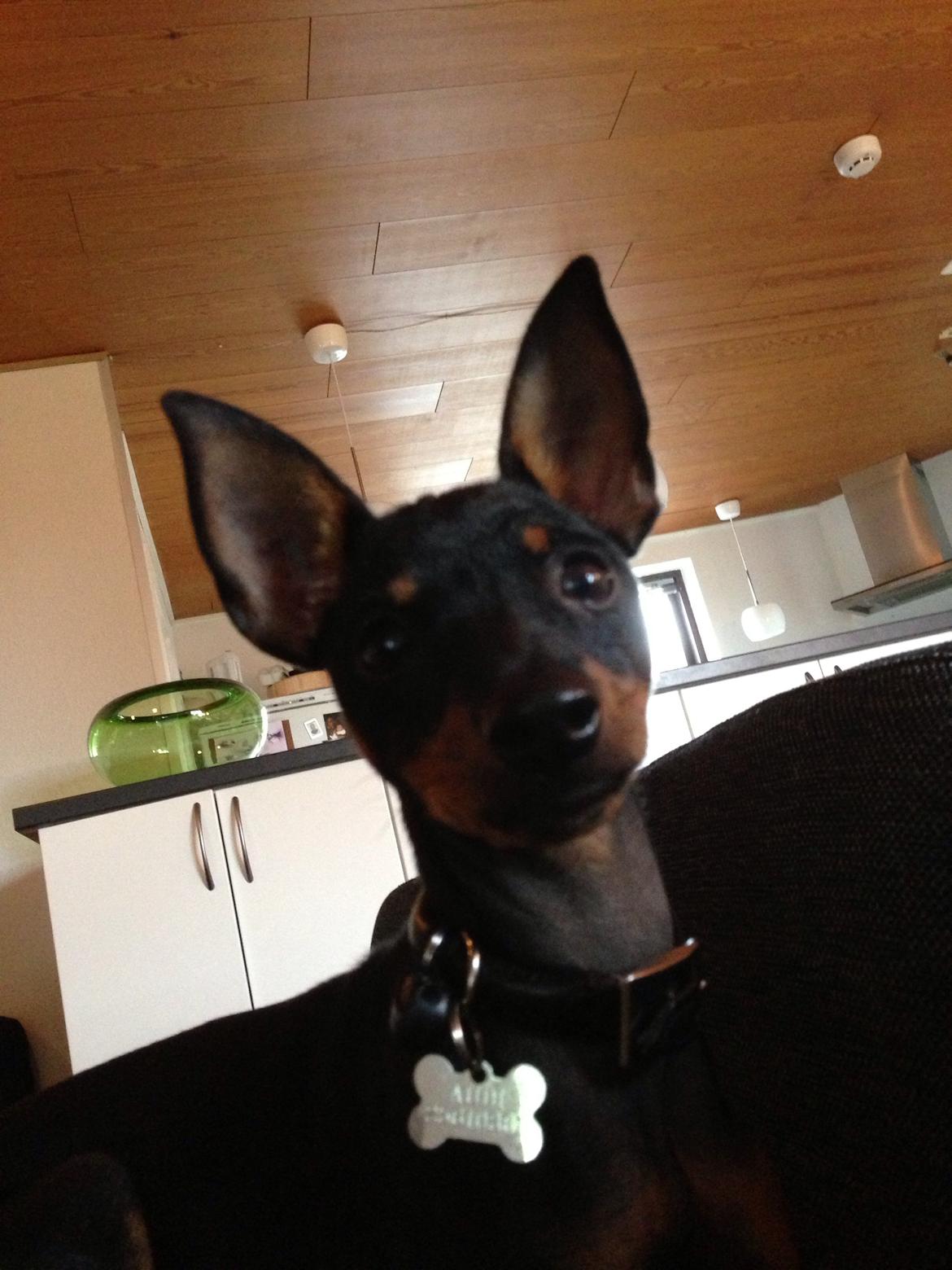 Blanding af racer Audi billede 2