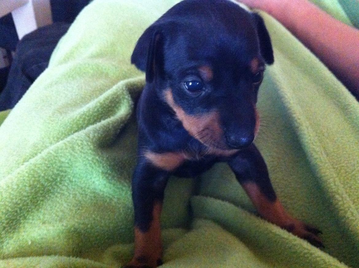 Blanding af racer Audi billede 5