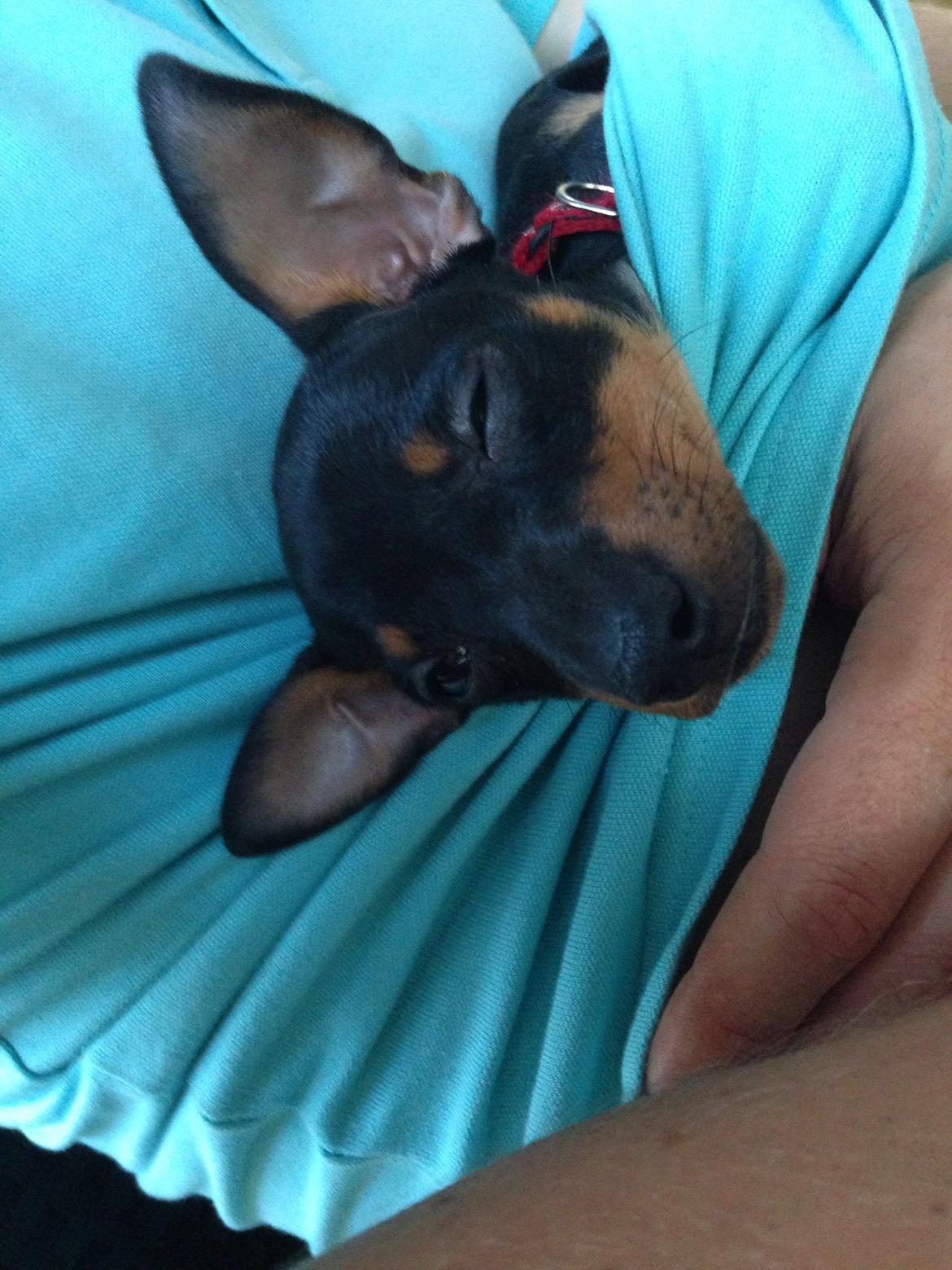 Blanding af racer Audi billede 6