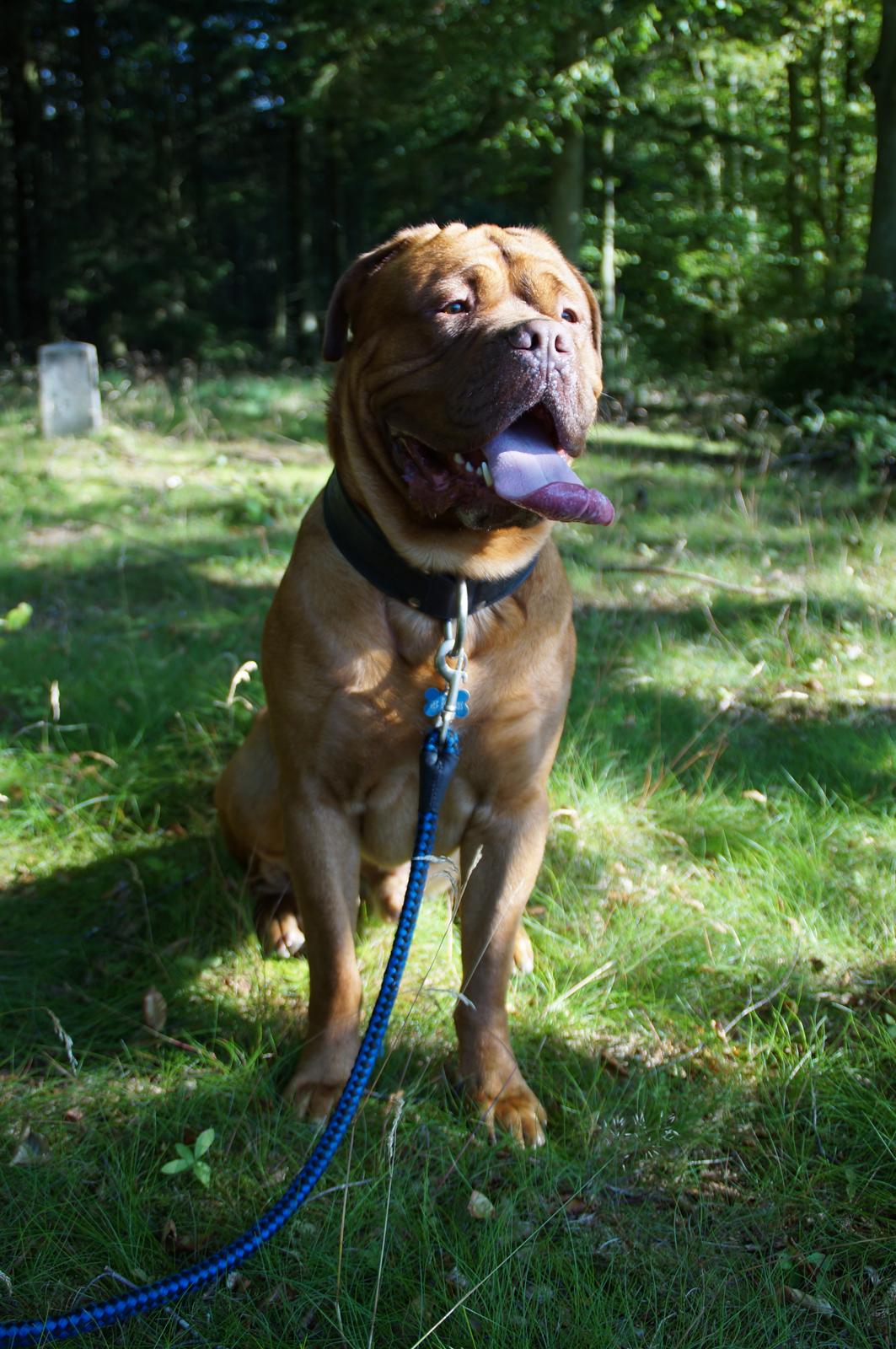 Dogue de bordeaux Max billede 7