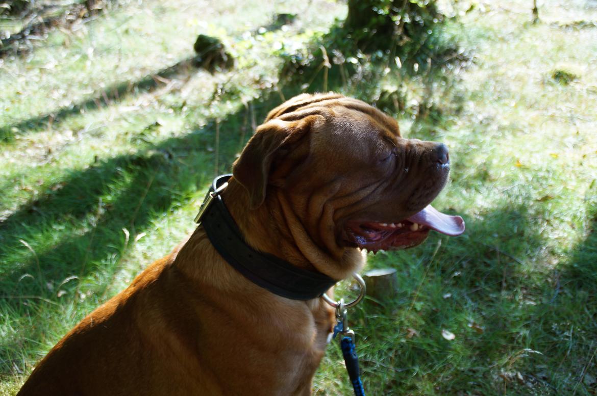 Dogue de bordeaux Max billede 8