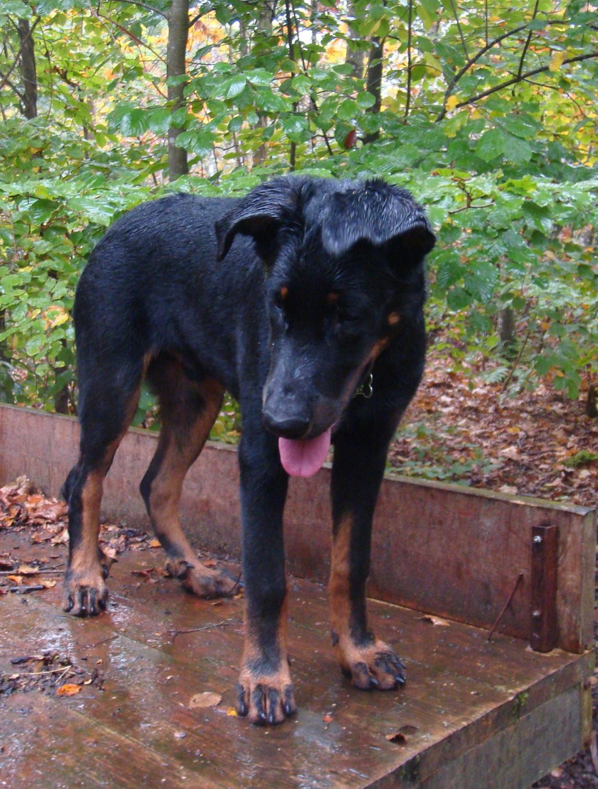 Beauceron Woodt Light Cooper - På ladvognen i hundeskoven billede 11