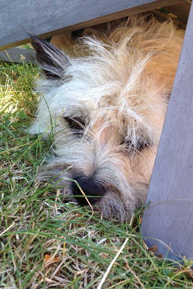 Cairn terrier Muffi billede 1