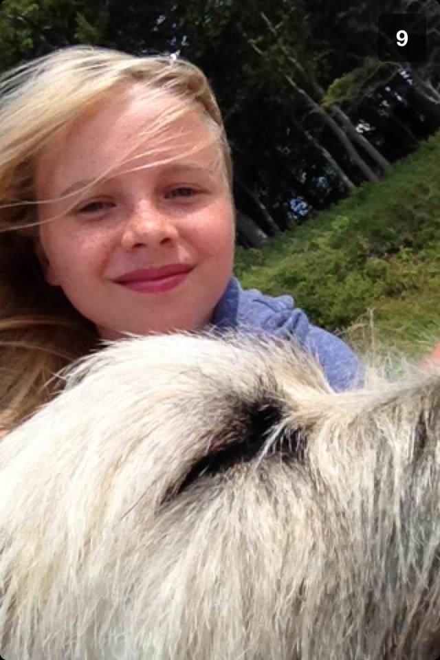 Cairn terrier Muffi billede 2