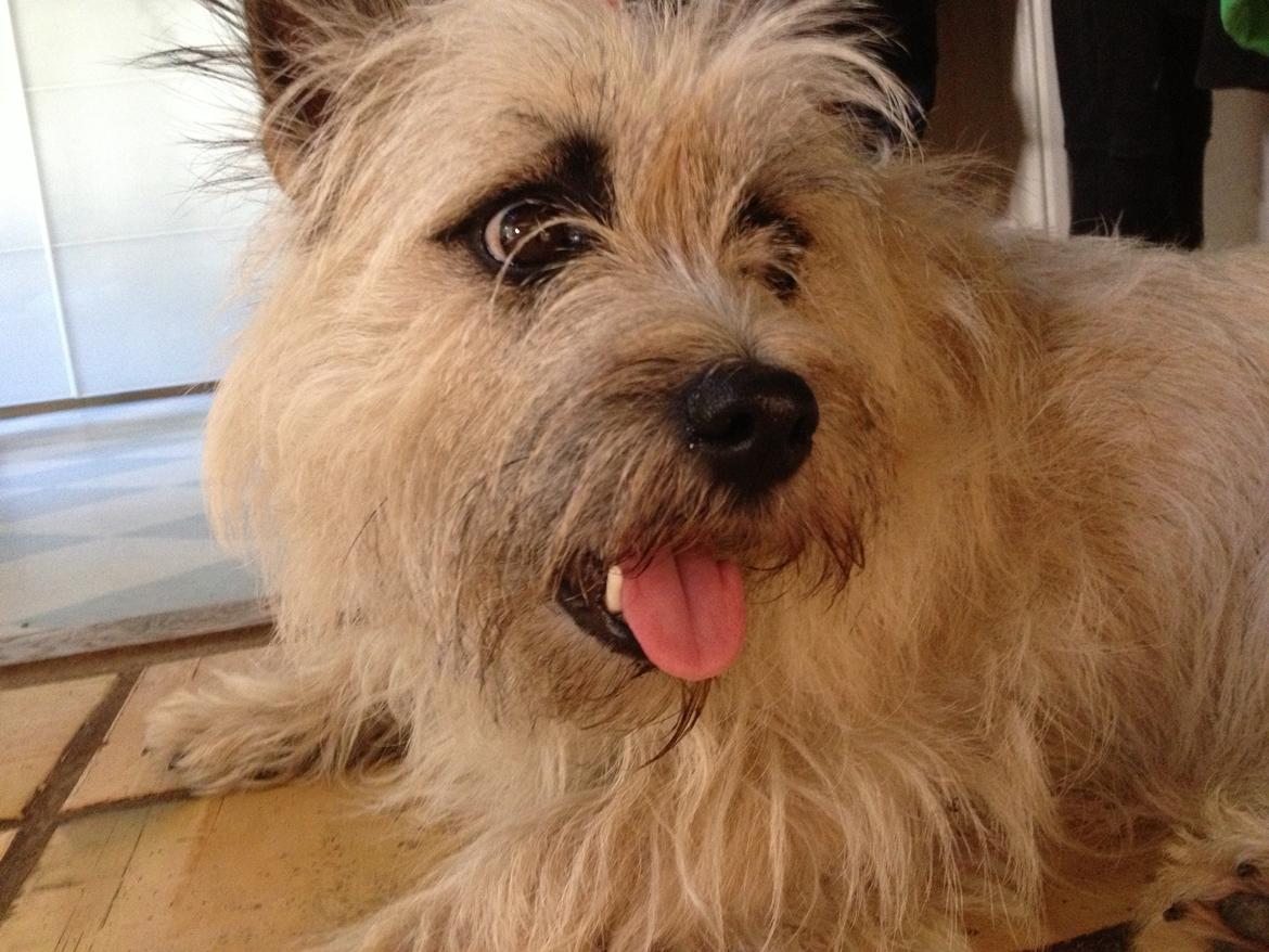 Cairn terrier Muffi billede 4