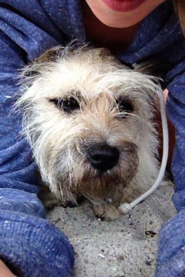 Cairn terrier Muffi billede 3