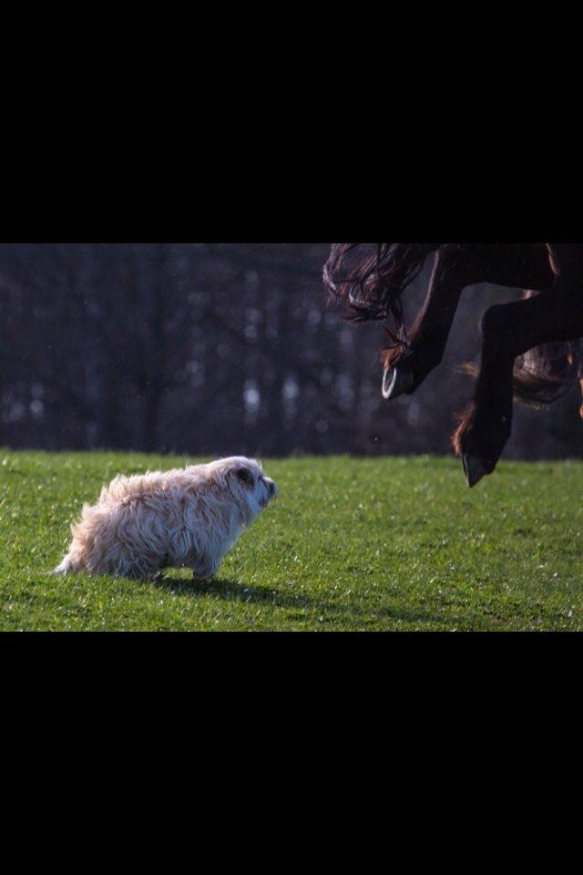 Cairn terrier Muffi billede 5