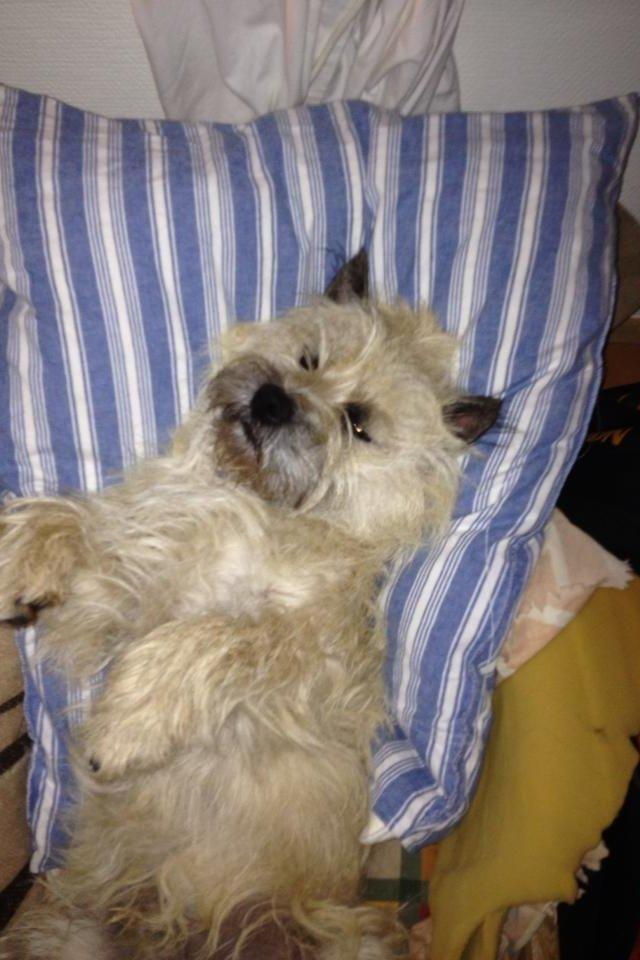 Cairn terrier Muffi billede 7