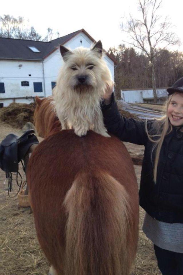 Cairn terrier Muffi billede 6