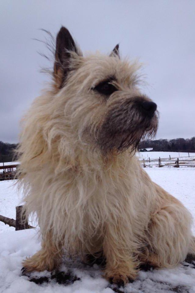 Cairn terrier Muffi billede 8