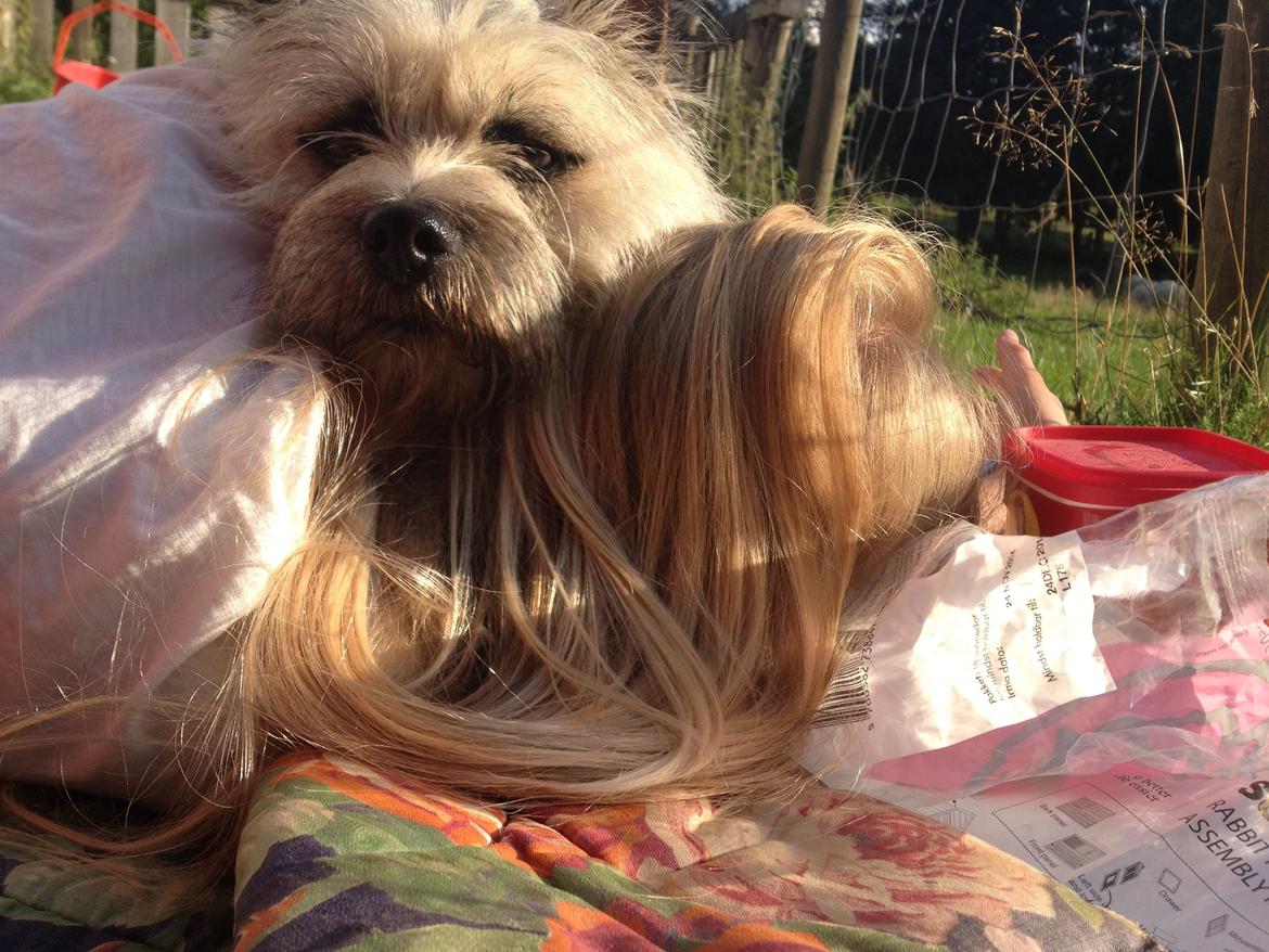 Cairn terrier Muffi billede 9