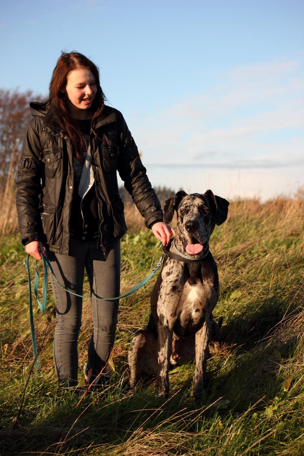 Grand danois Alvin billede 25