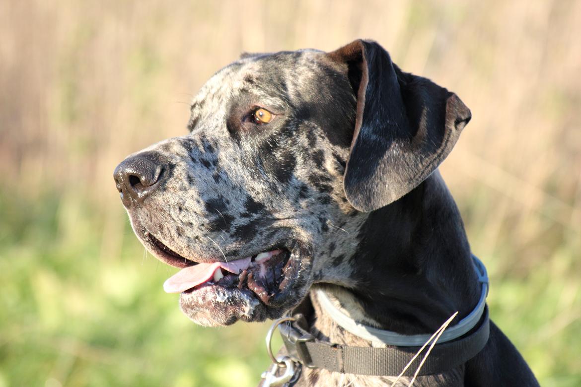 Grand danois Alvin billede 30