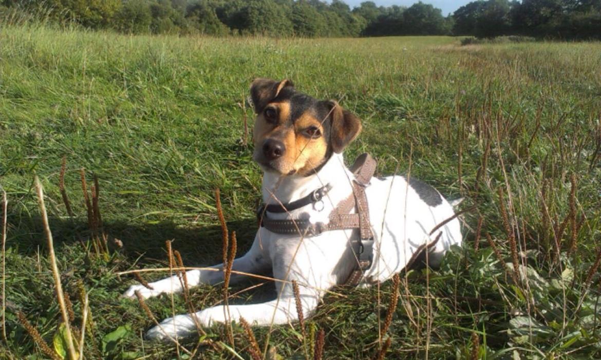 Dansk svensk gaardhund Freya billede 1