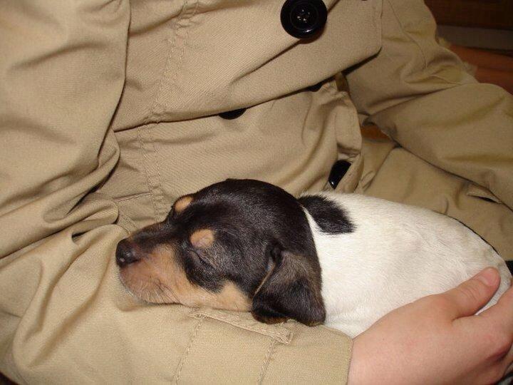 Dansk svensk gaardhund Freya billede 3