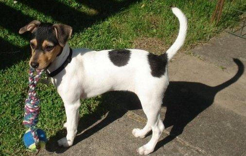 Dansk svensk gaardhund Freya billede 5