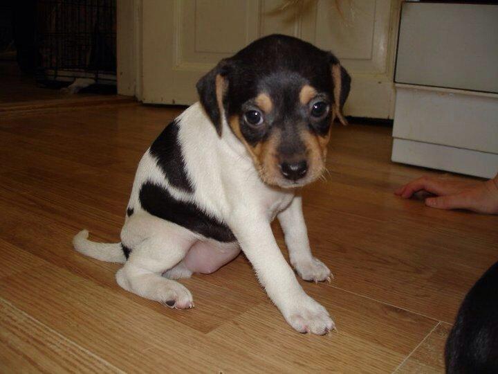 Dansk svensk gaardhund Freya billede 7