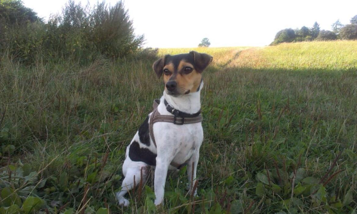 Dansk svensk gaardhund Freya billede 9