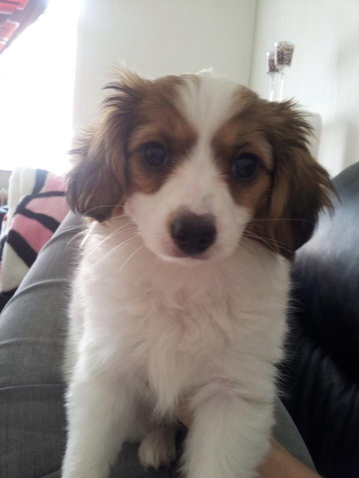 Phalene Diva billede 2