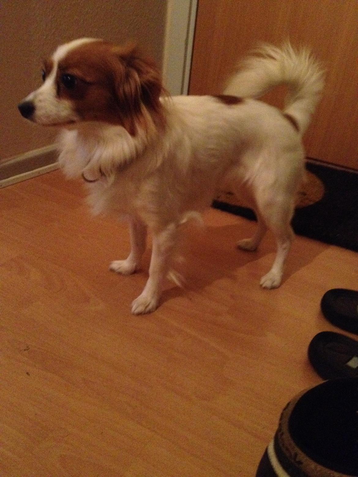 Phalene Diva billede 6