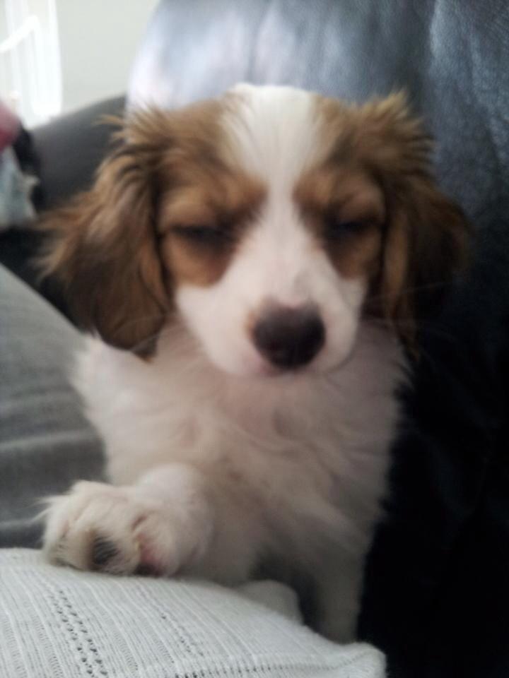 Phalene Diva billede 4