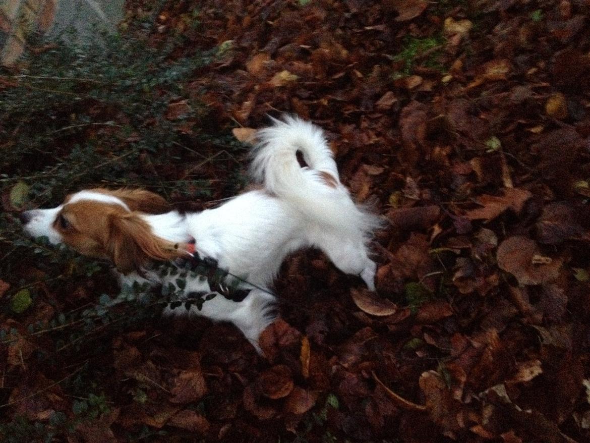 Phalene Diva billede 7