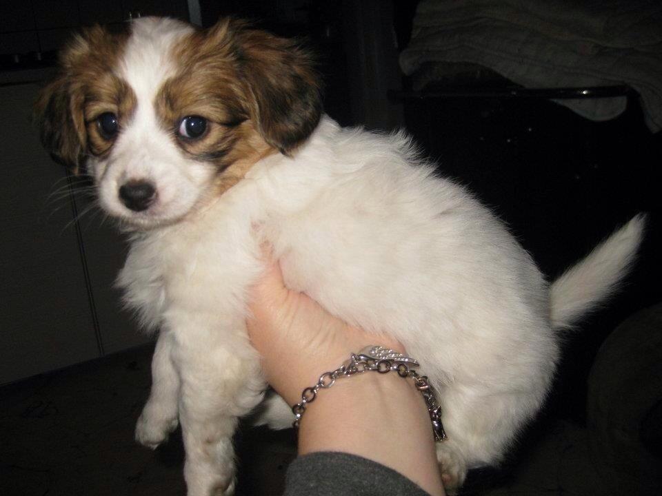 Phalene Diva billede 5