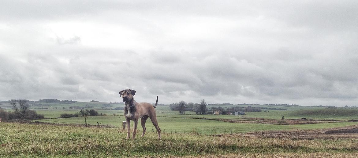 Blanding af racer Teddy billede 1