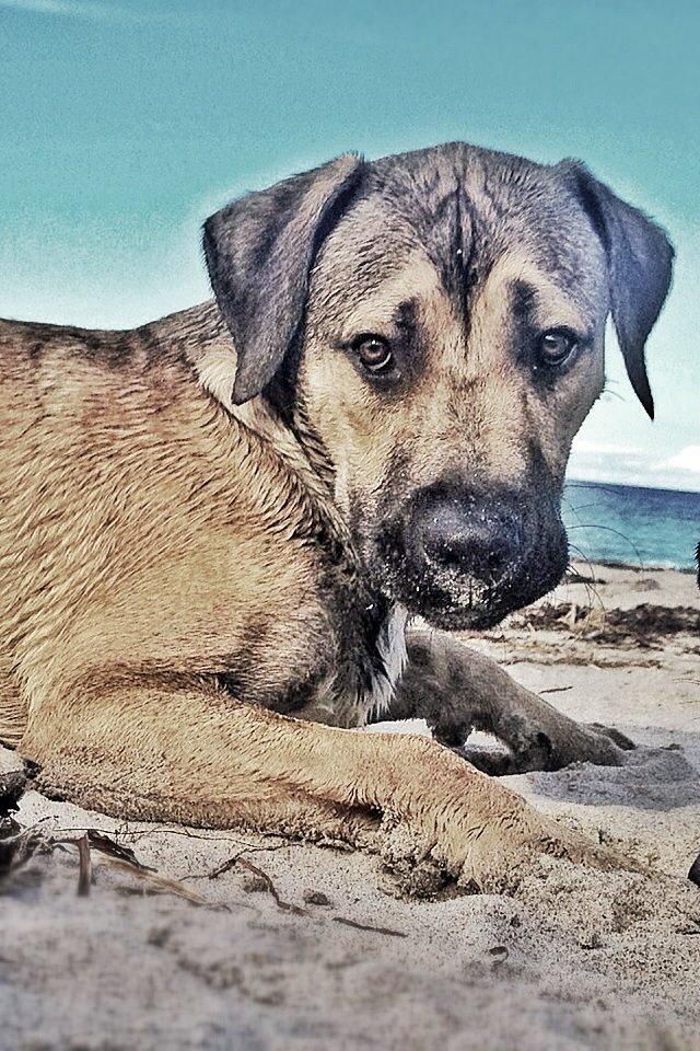 Blanding af racer Teddy billede 3